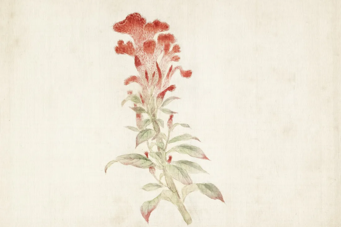 Historická botanická malba květenství v tlumených okrových a sépiových tónech